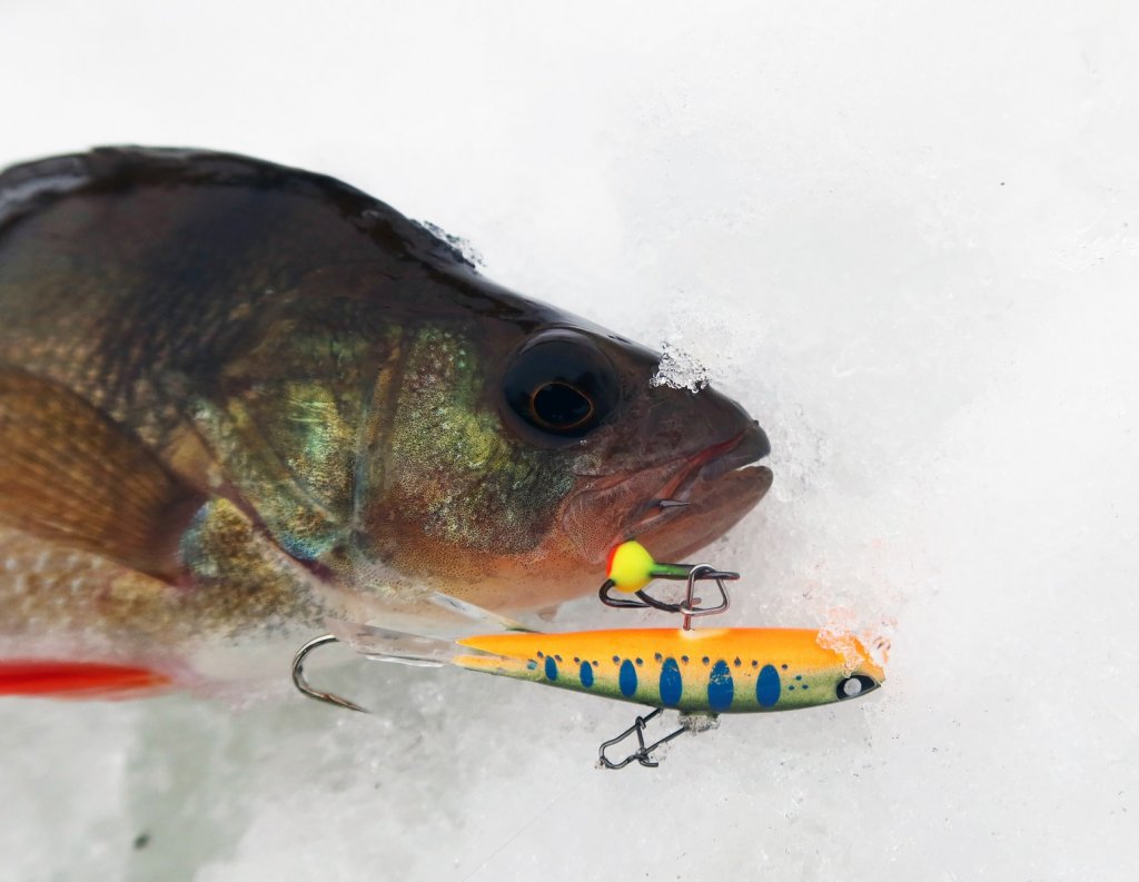 Окунь клюнул на пятнистый балансир