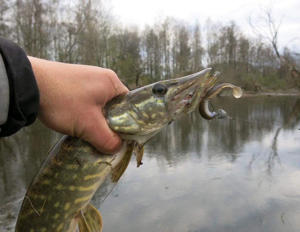 Щука с приманкой на фоне реки