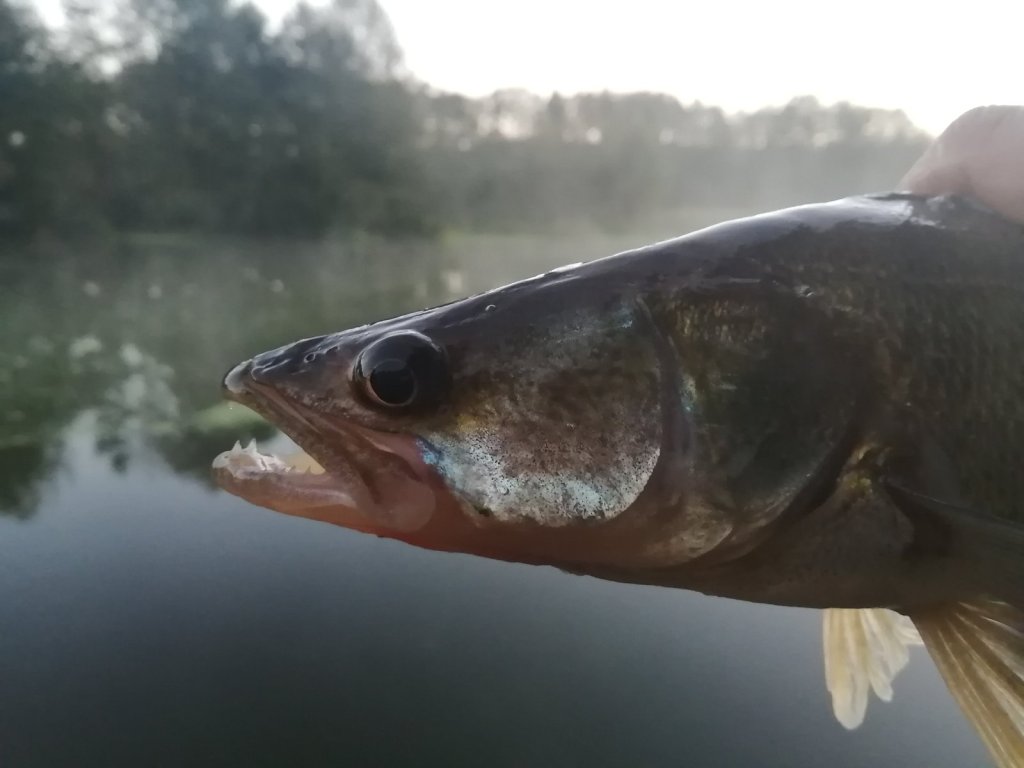 Судак на фоне реки Судак на фоне реки