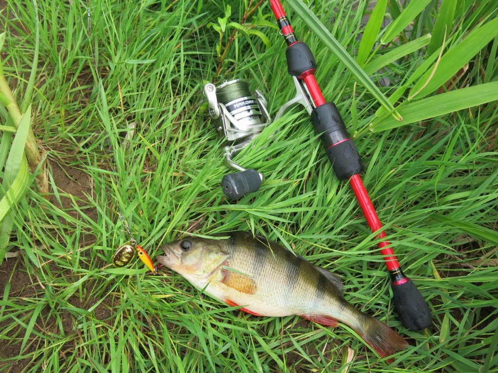 Окунь, вращающаяся блесна и спиннинговая снасть