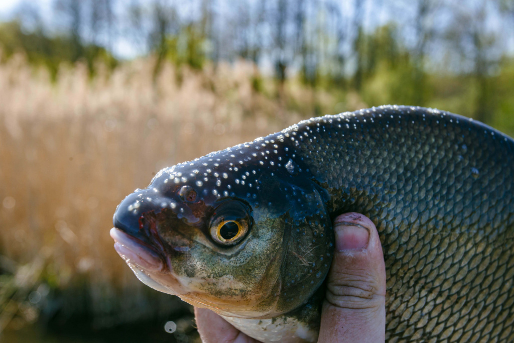 рыбалка на мах в мае 00011.JPG