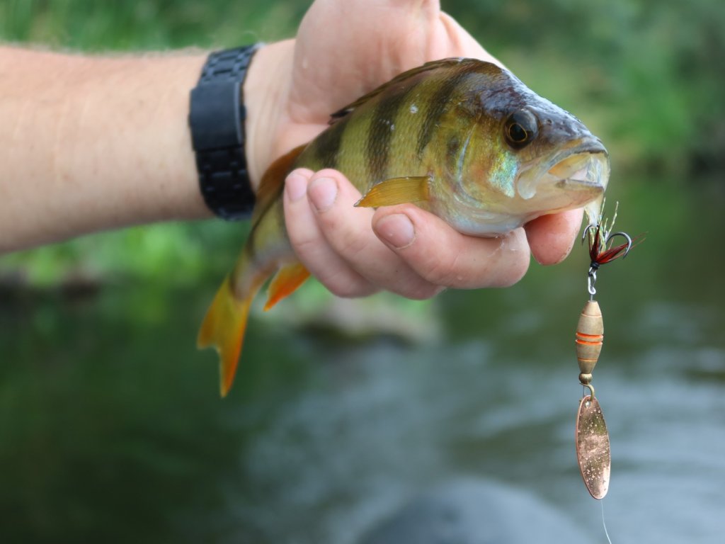 Окунь клюнул на вращающуюся блесну
