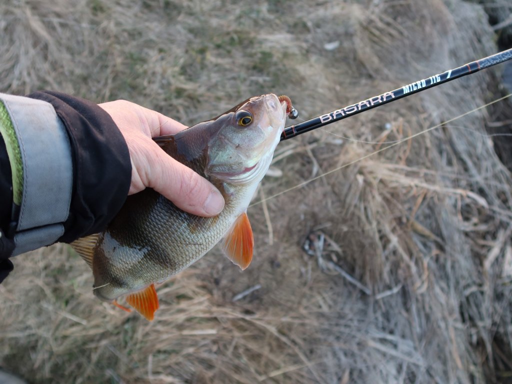 Окунь пойман на микроджиг