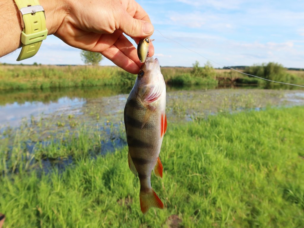 Окунь на фоне заросшей реки