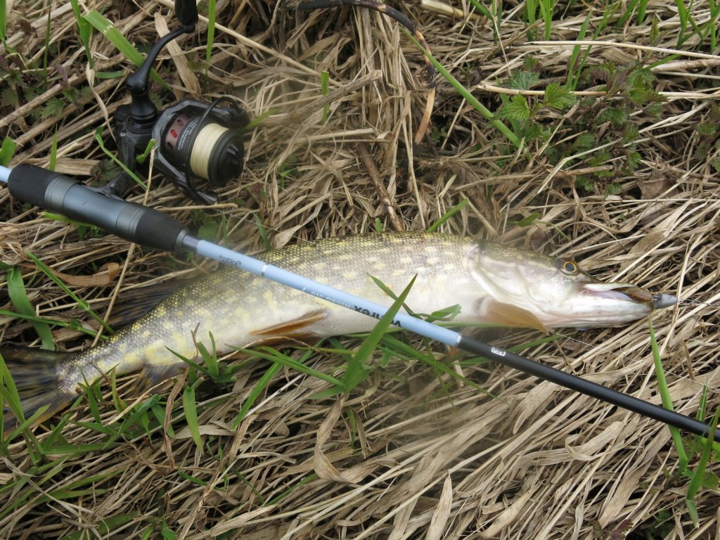 Щука и спиннинговая снасть на берегу