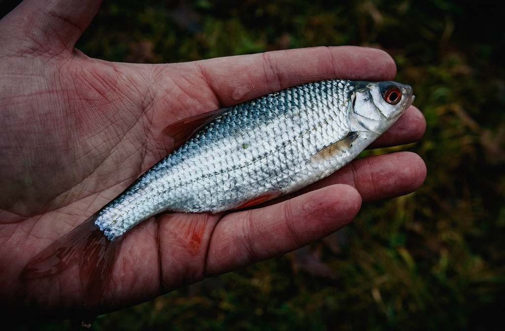 Плотва в ноябре 00003.jpg Плотва в ноябре 00003.jpg