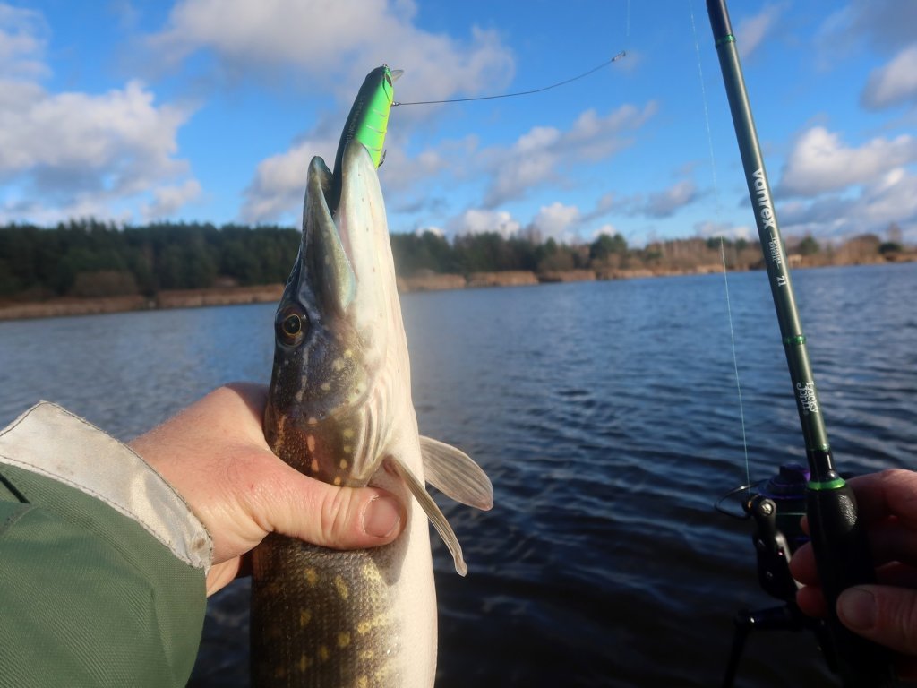 Щука клюнула на кислотный воблер