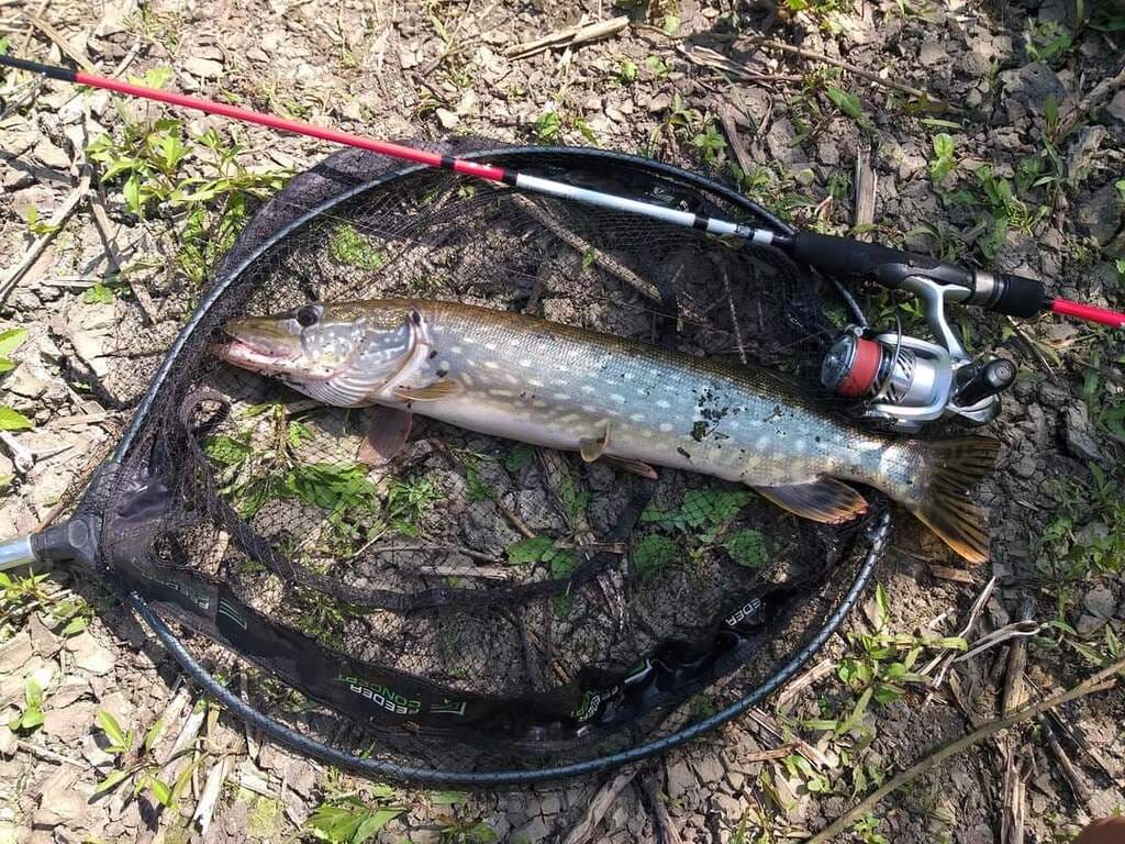 Щука в подсачеке Щука в подсачеке после поимки