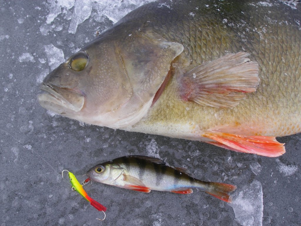 Большой и маленький окунь с балансиром