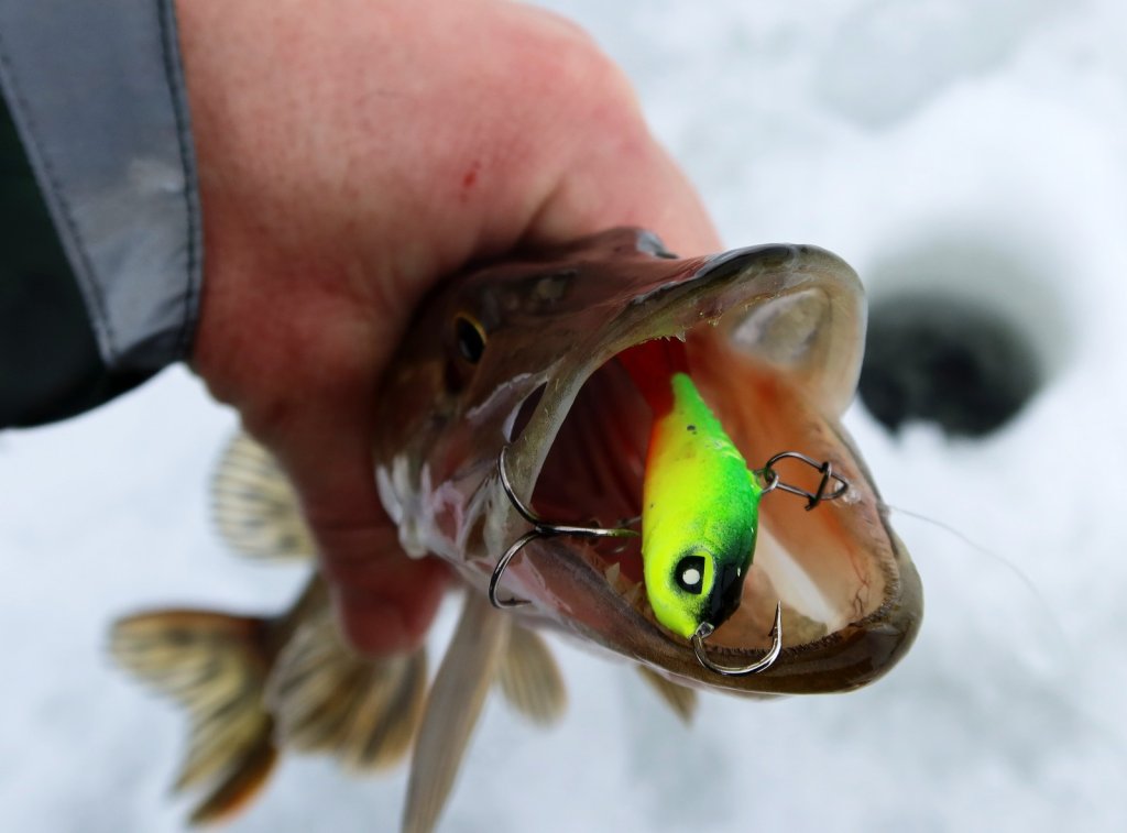 Балансир Lucky John Baltic в пасти у щуки
