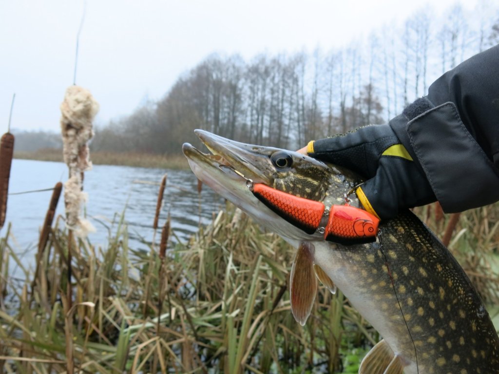 Щука со свимбейтом кирпичного цвета