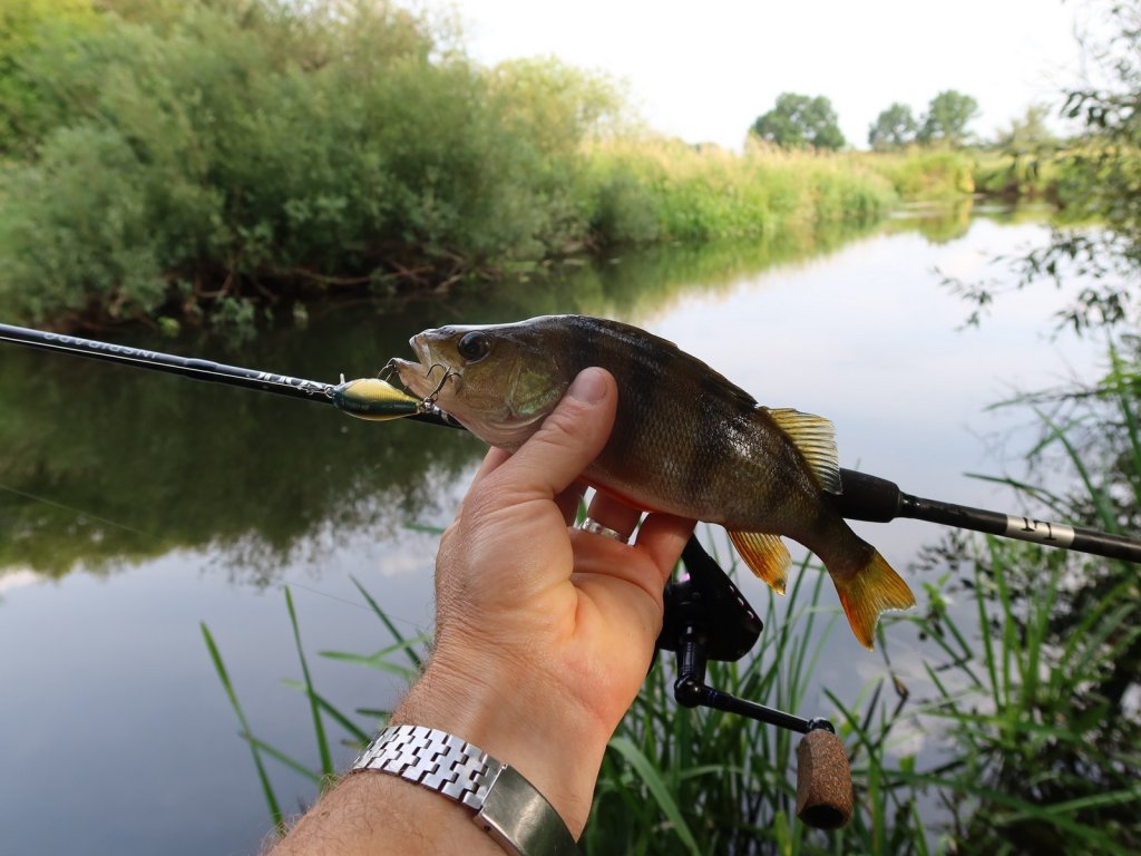 Окунь с воблером и снастью на реке