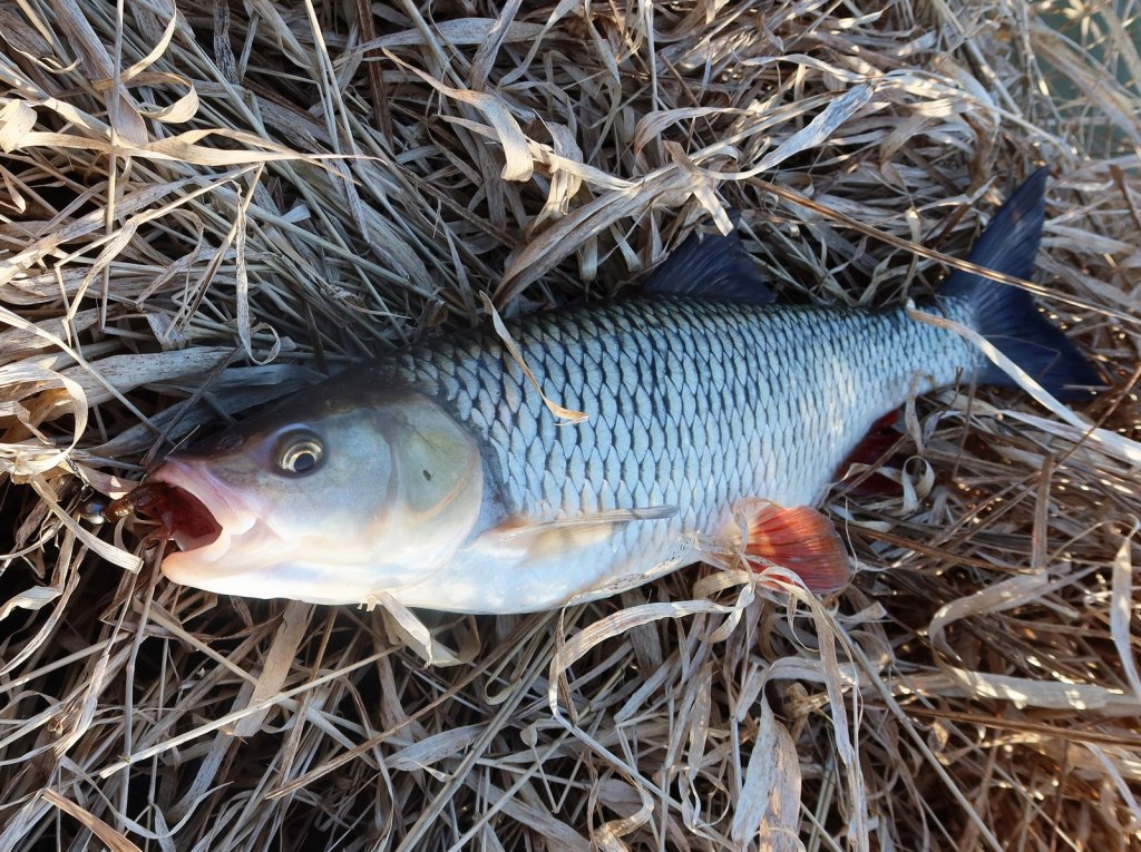 Голавль пойман на микроджиг