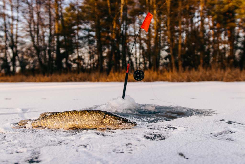 Щука в феврале на жерлицы - две основные тактики рыбалки 00007.JPG