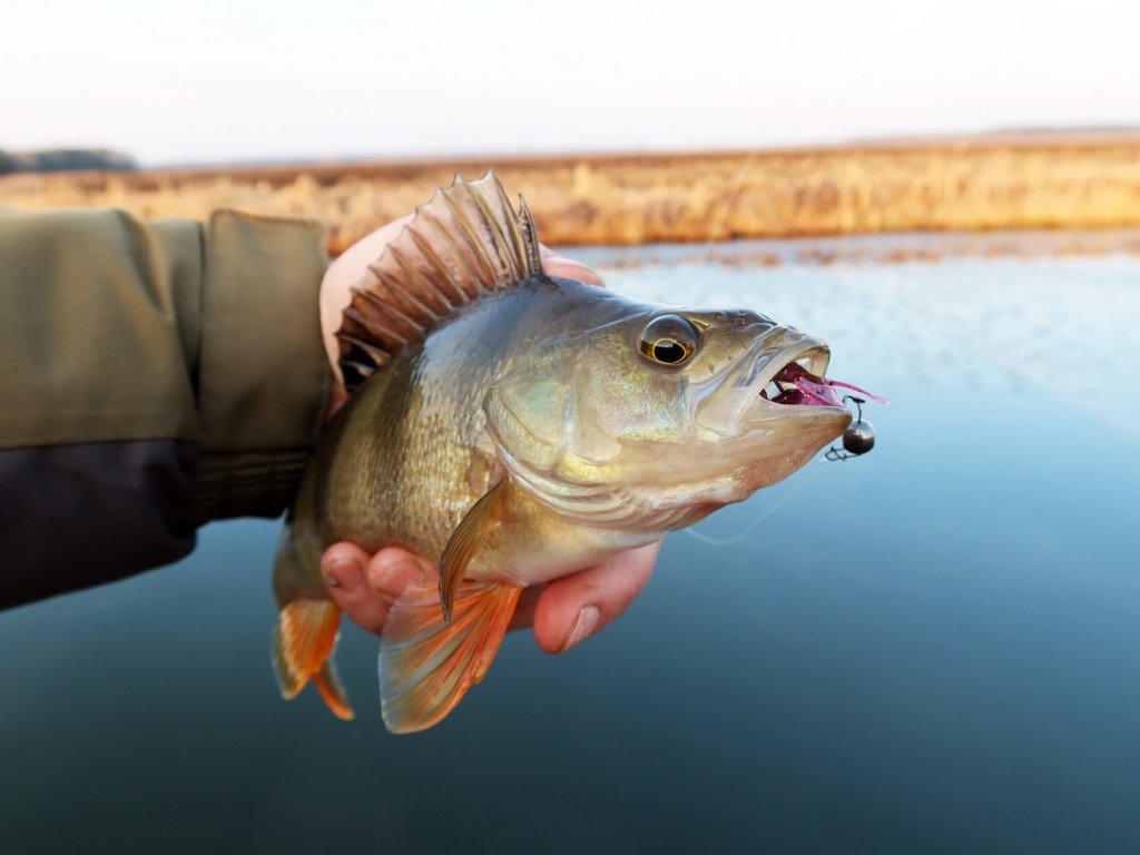 Окунь в руке с приманкой