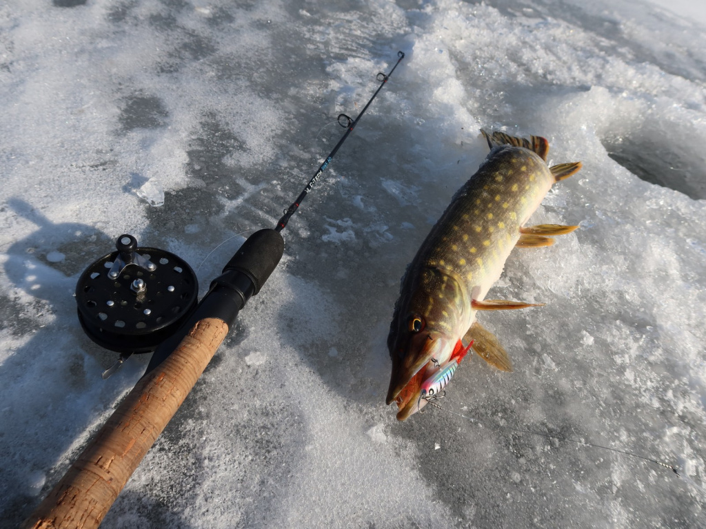 Балансирная щука в начале сезона