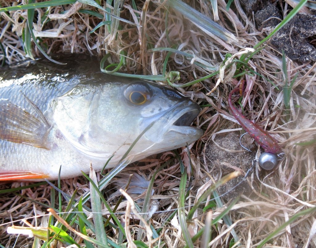 Окунь клюнул на виброхвост