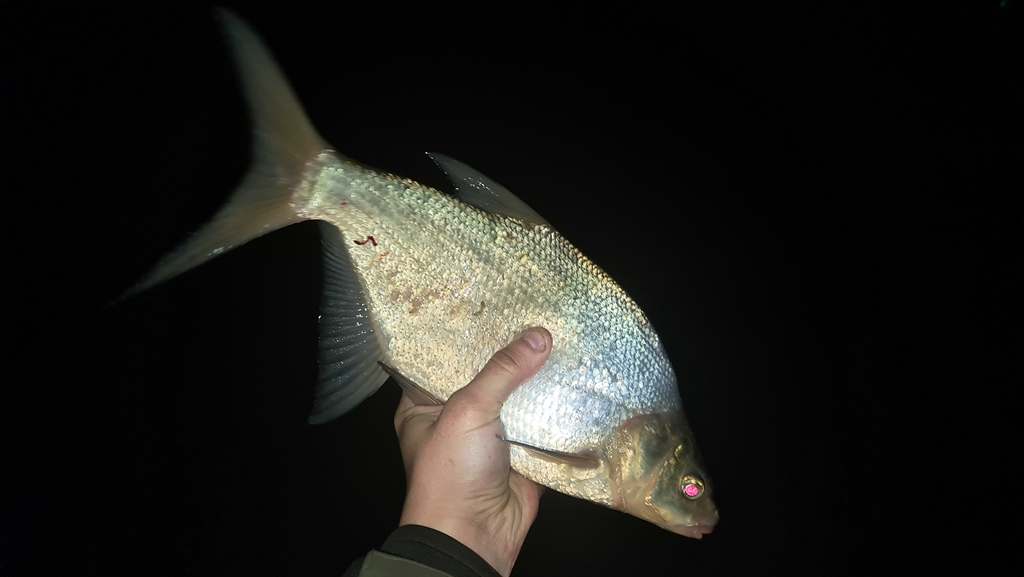 Улов на ночной фидерной рыбалке