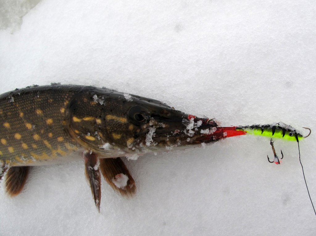 Щука засекалсь на задний крючок балансира Щука засекалсь на задний крючок балансира