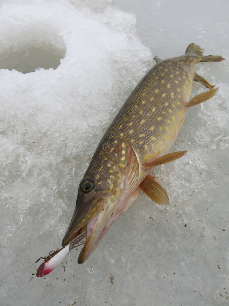 Белый балансир Lucky John Mebaruс красной головой расцветки 215 