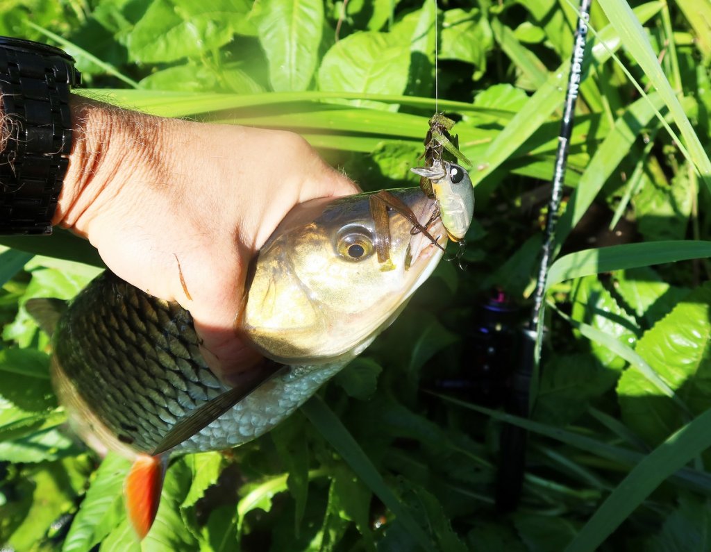 Голавль и воблер в руке