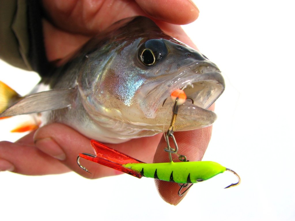 Окунь клюнул на яркий балансир