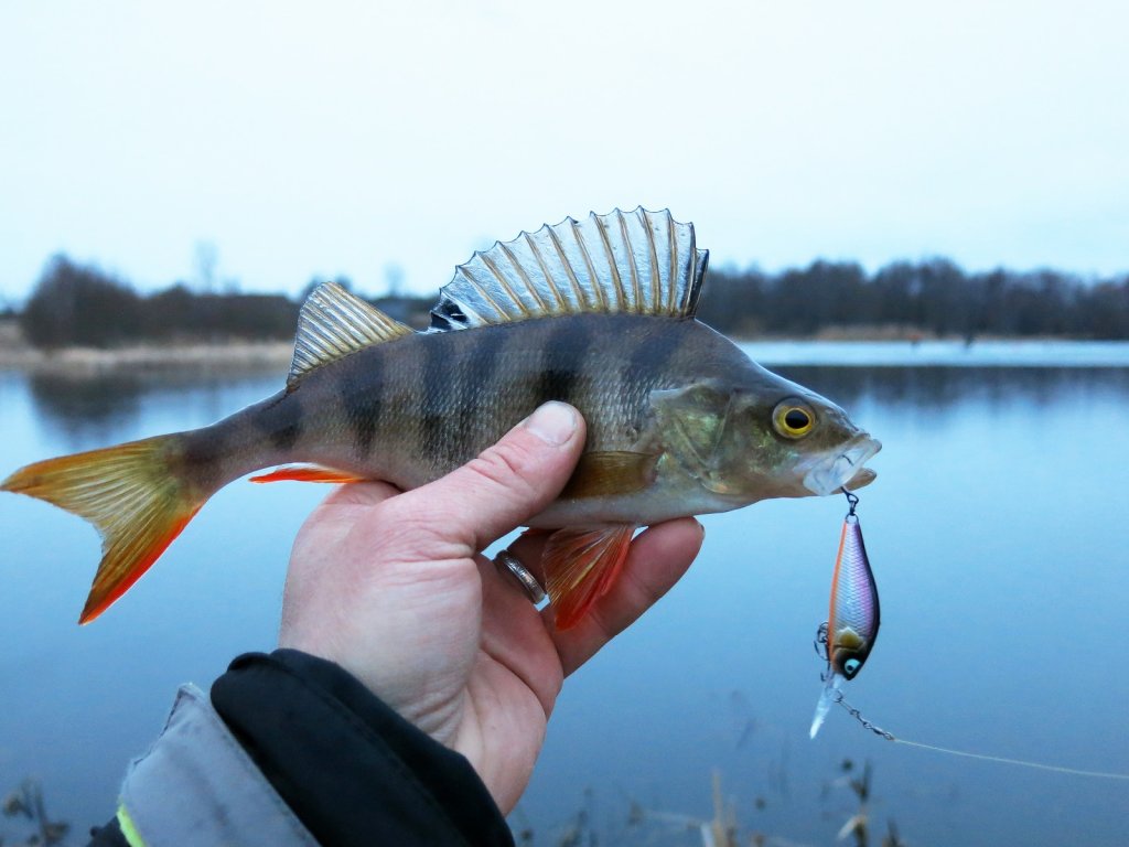 Окунь с воблером в руке