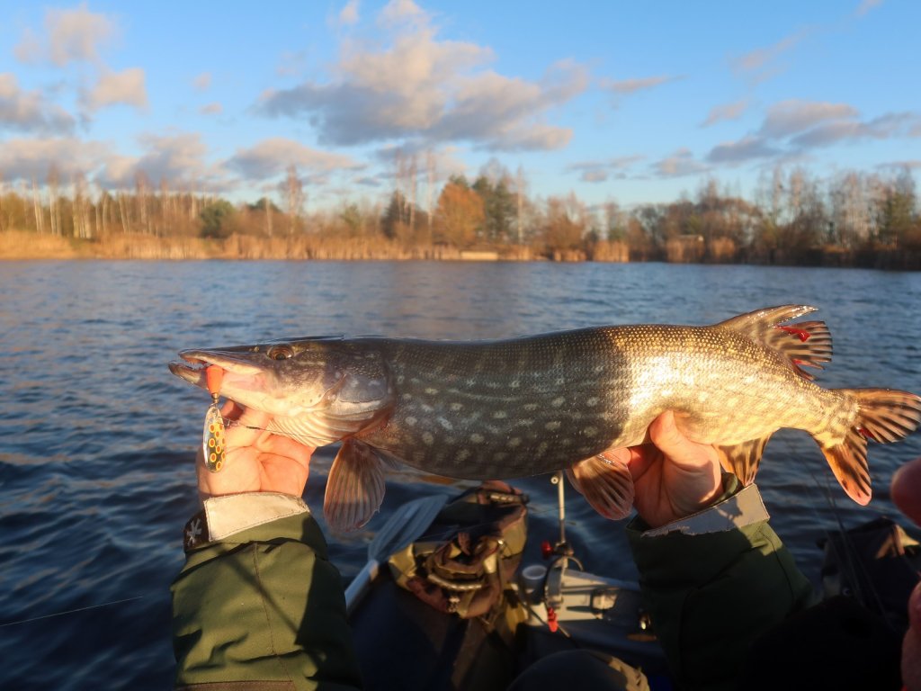 Щука с вертушкой на фоне водоёме