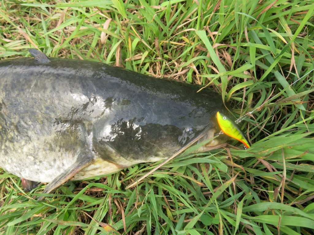 Сом клюнул на искусственную приманку Сом клюнул на искусственную приманку