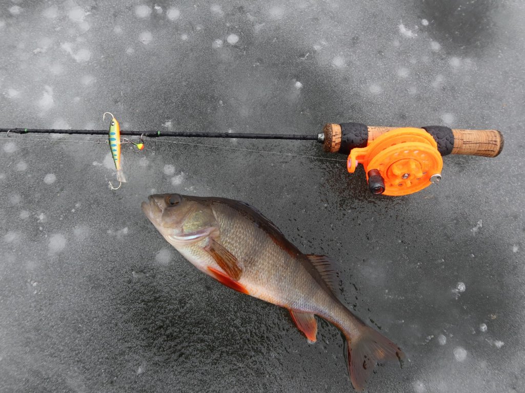 Окунь и зимняя балансирная снасть