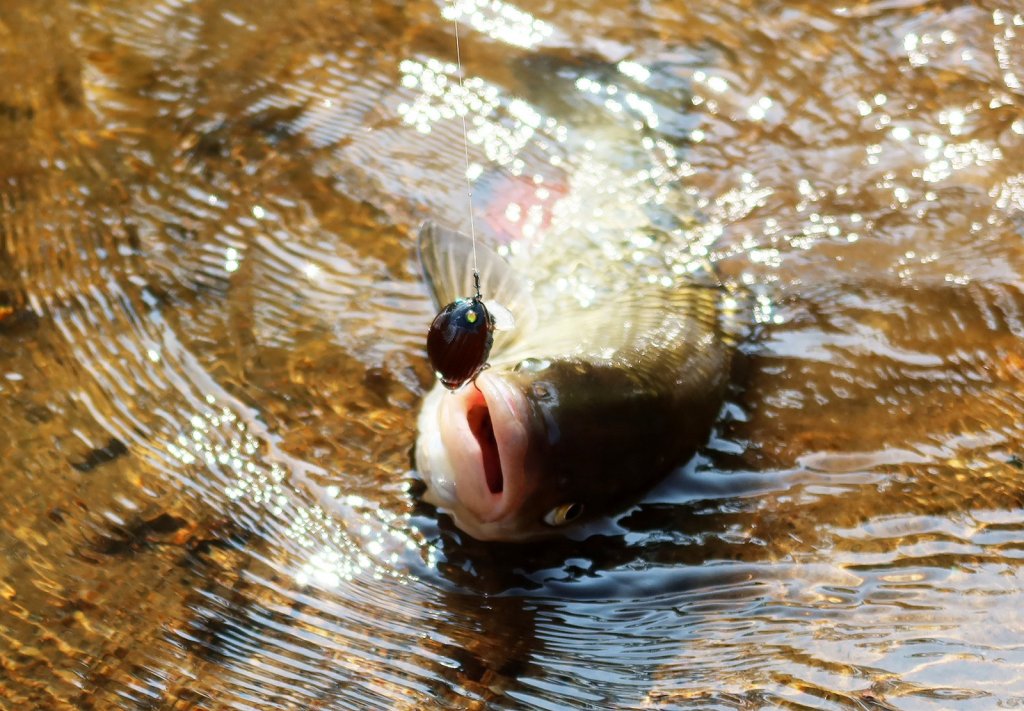 Голавль во время вываживания