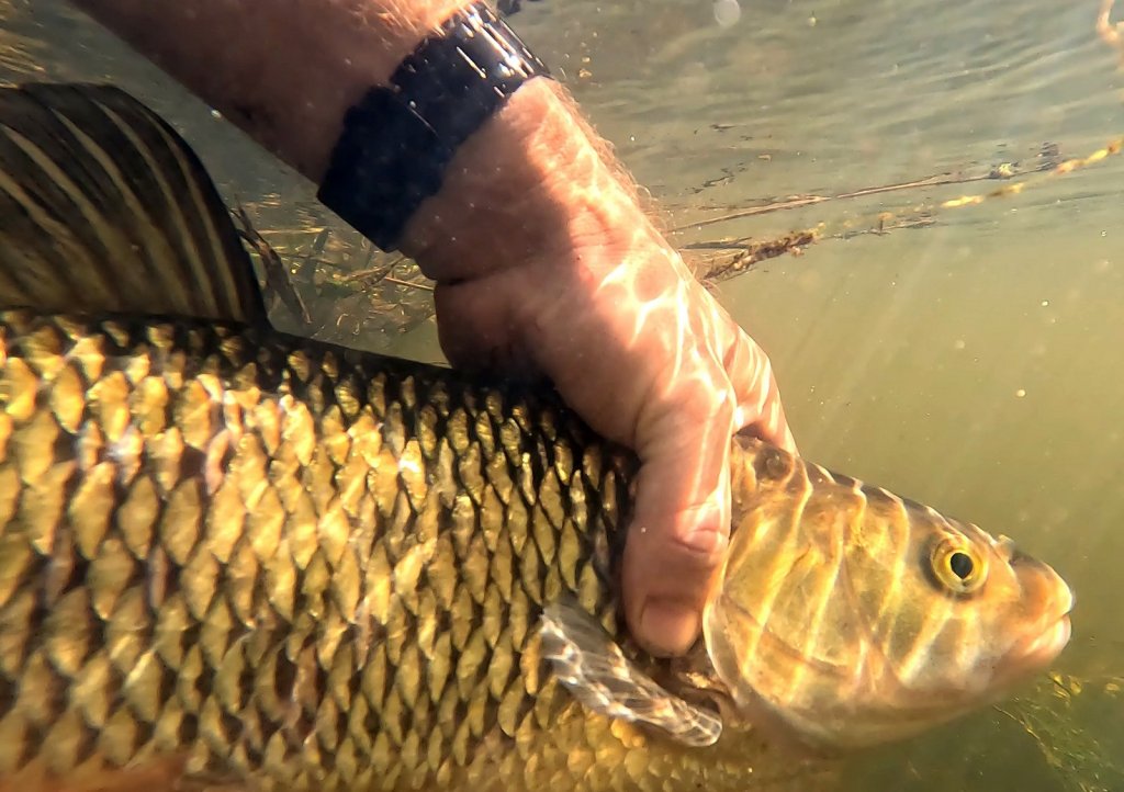 Отпускание голавля под водой Отпускание голавля под водой