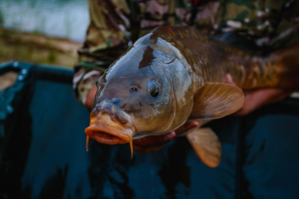 карп на фидер 0007.JPG