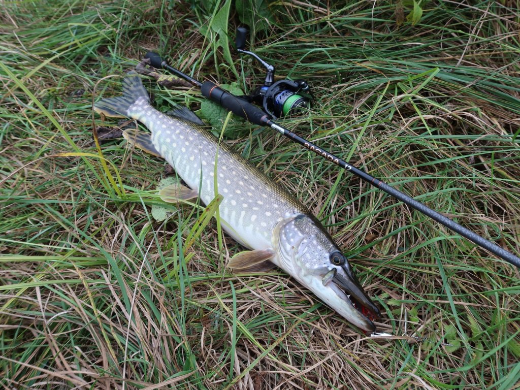 Спиннинг и щука на берегу