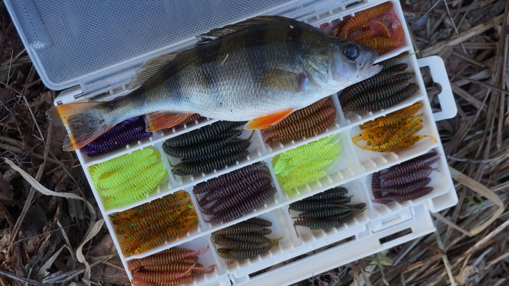 Окунь на коробке с приманками Окунь лежит на открытой коробке с силиконовыми приманками