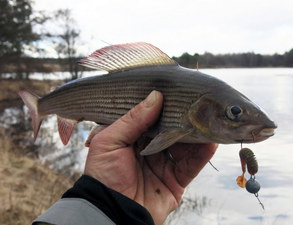 Хариус пойман на Spark Tail 2