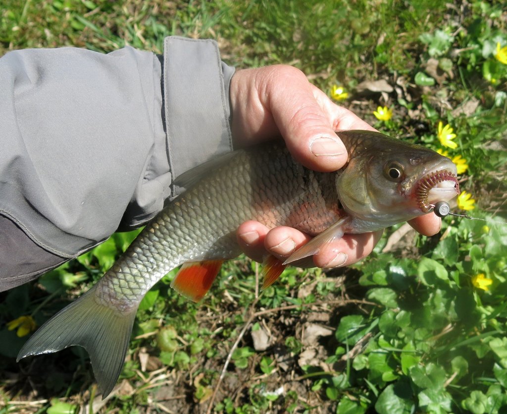 Голавль пойман на микроджиг