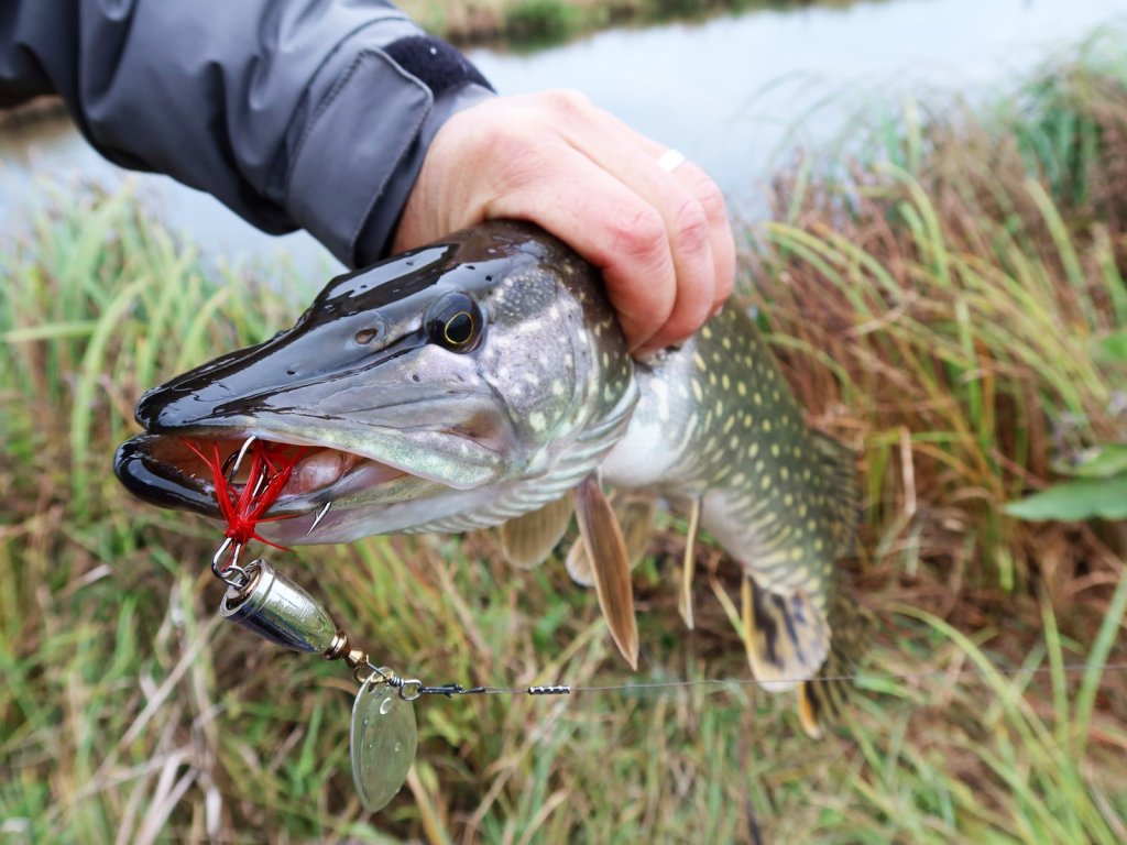 Хорошая щука и вертушка с колокольчиком