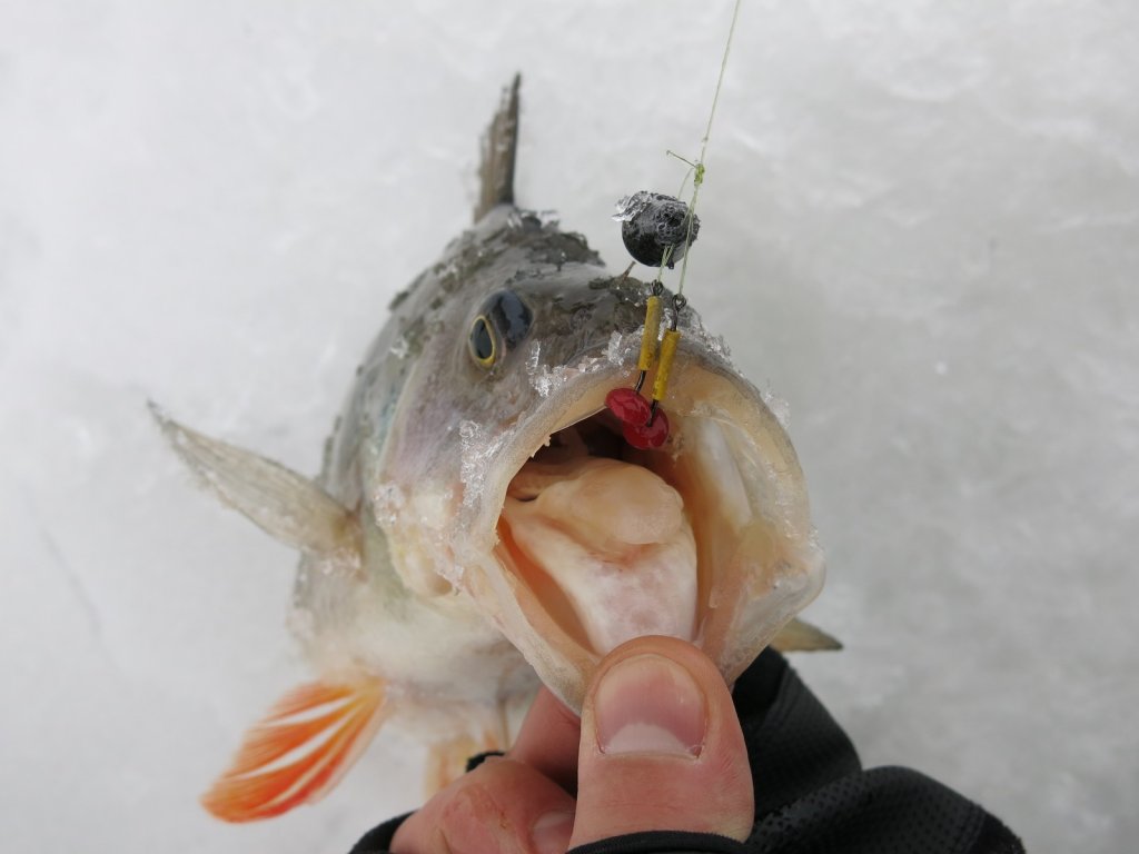 Окунь засёкся на два крючка балды