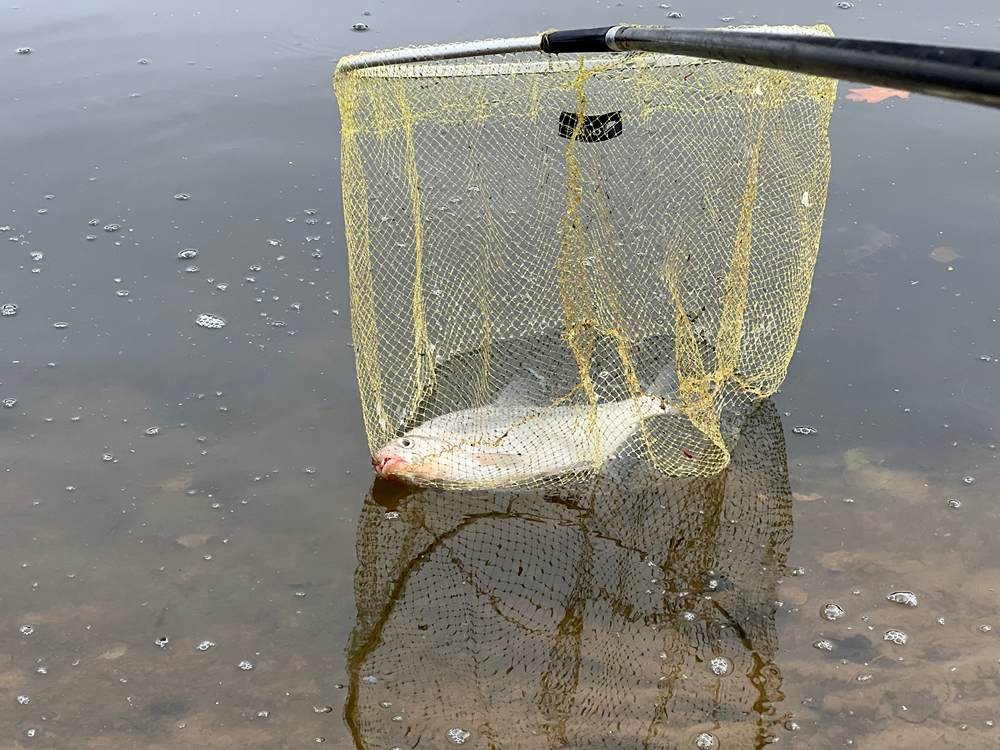 Пойманная рыба Пойманная рыба в подсаке