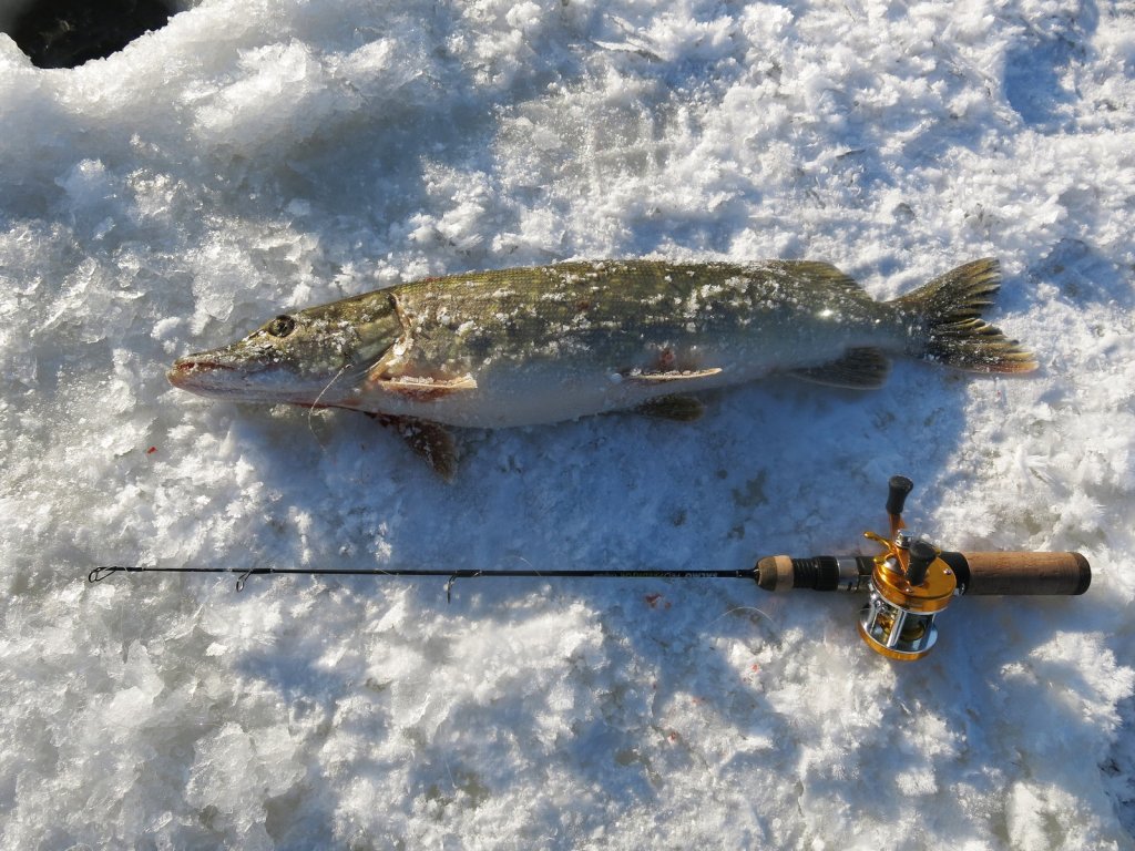 Щука и зимняя удочка с мультипликаторной катушкой