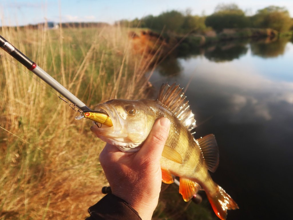 Окунь глубоко заглотил воблер минноу