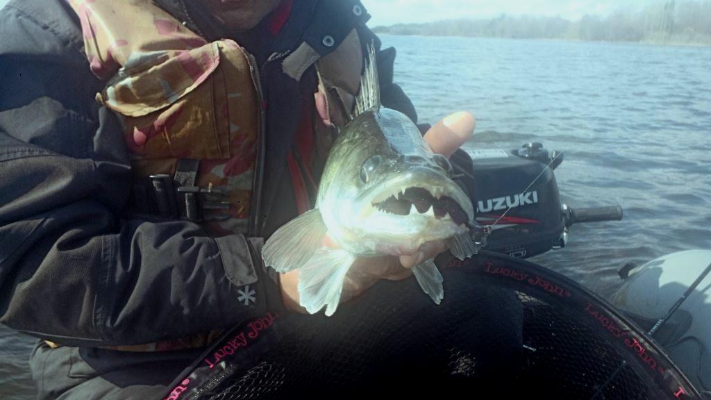 Клыкастый судак Клыкастый судак