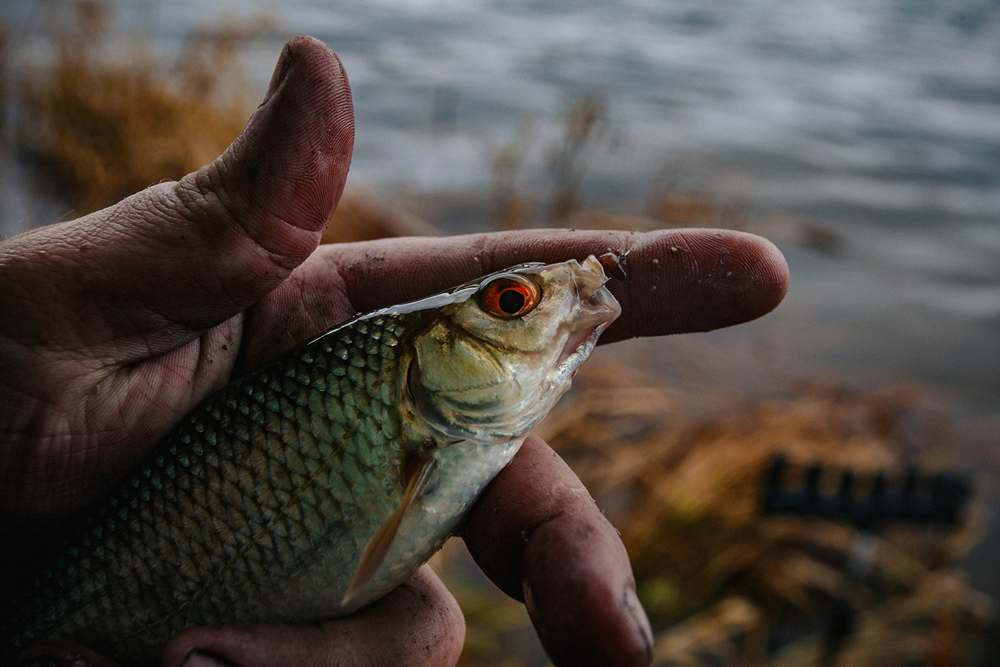 Три совета по ловле плотвы в ноябре!