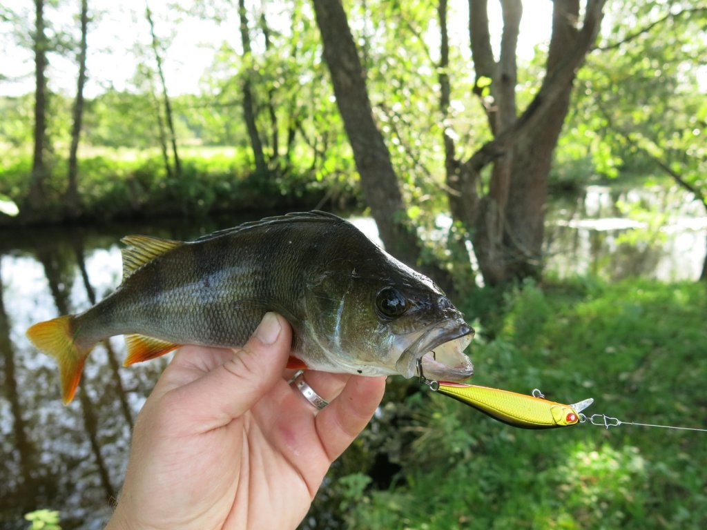Окунь и воблер на фоне реки