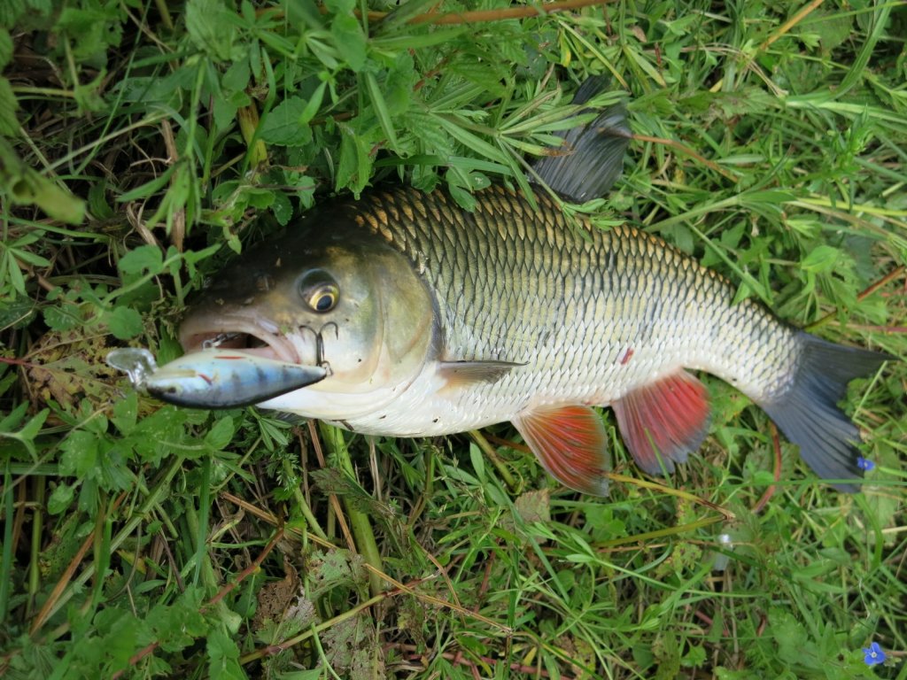 Голавль клюнул на воблер "под окуня" Голавль клюнул на воблер "под окуня"