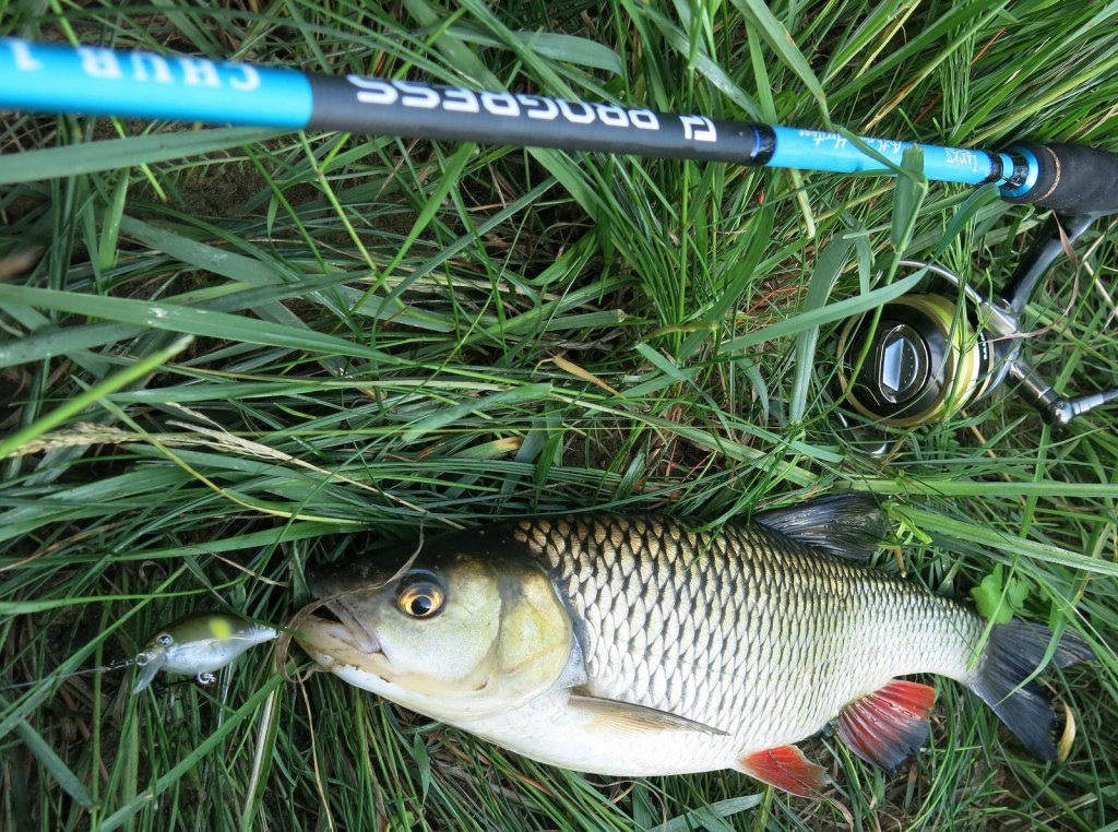 Голавль со снастью и приманкой