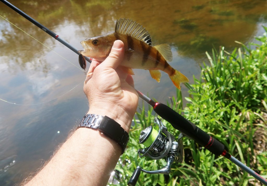 Окунь клюнул на мелкий воблер