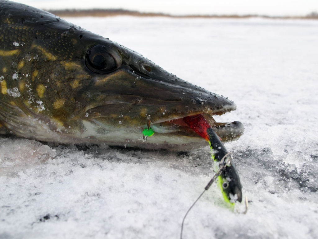 Подготовка балансиров к сезону Подготовка балансиров к сезону