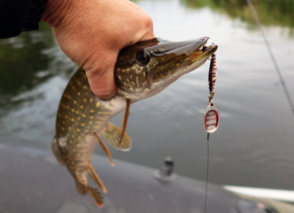 Щука клюнула на вертушку Lucky John Trian Blade